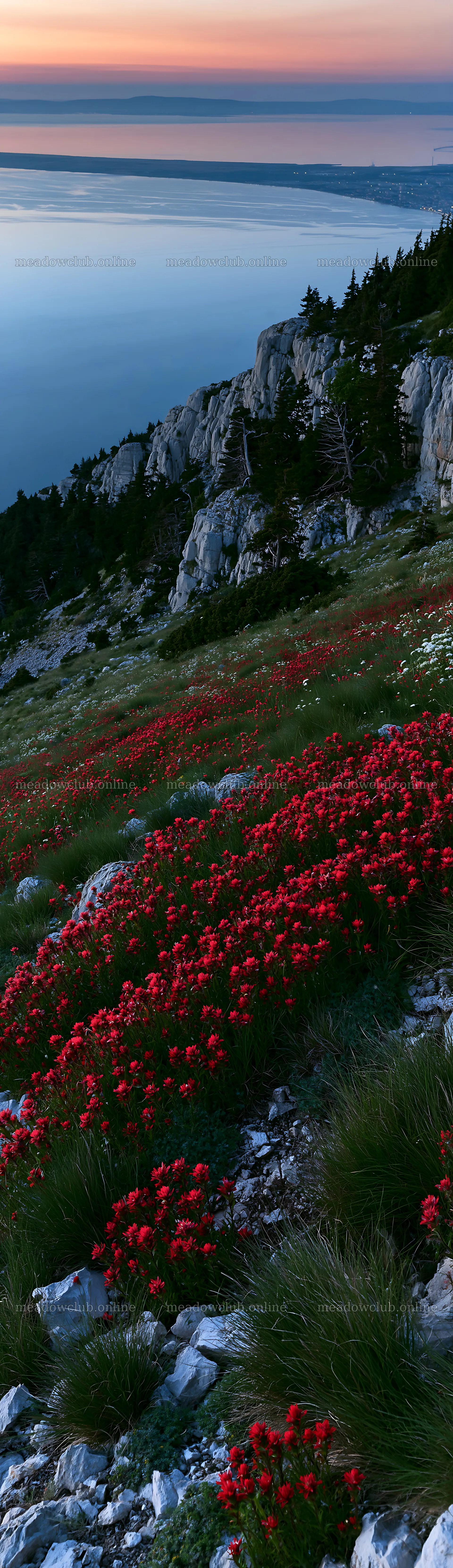 Croatian meadow above Adriatic coast with red flowers – meadow photos 4268x14762