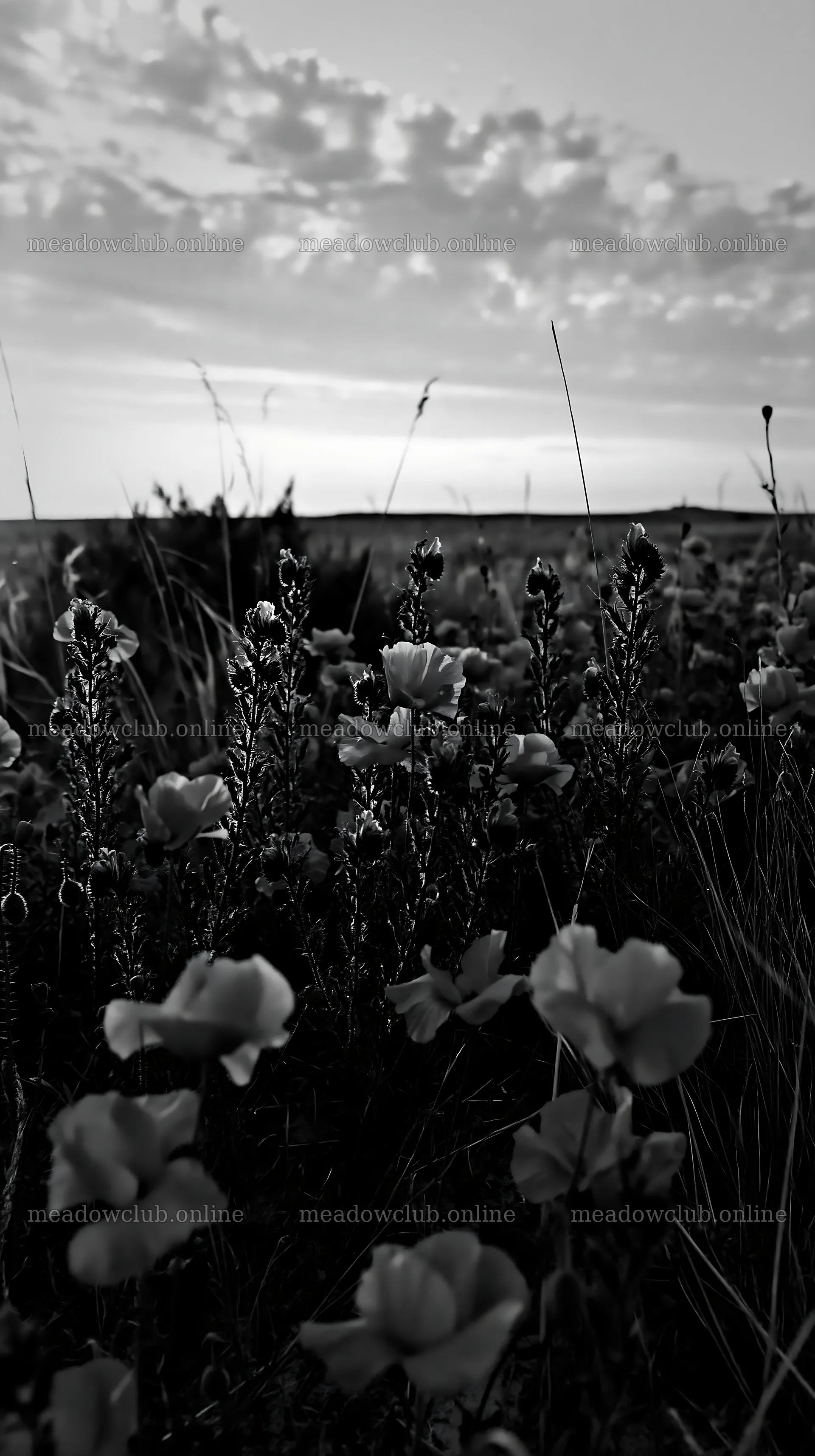 Poppy viper's-bugloss meadow at dusk – meadow photos 5938x10608