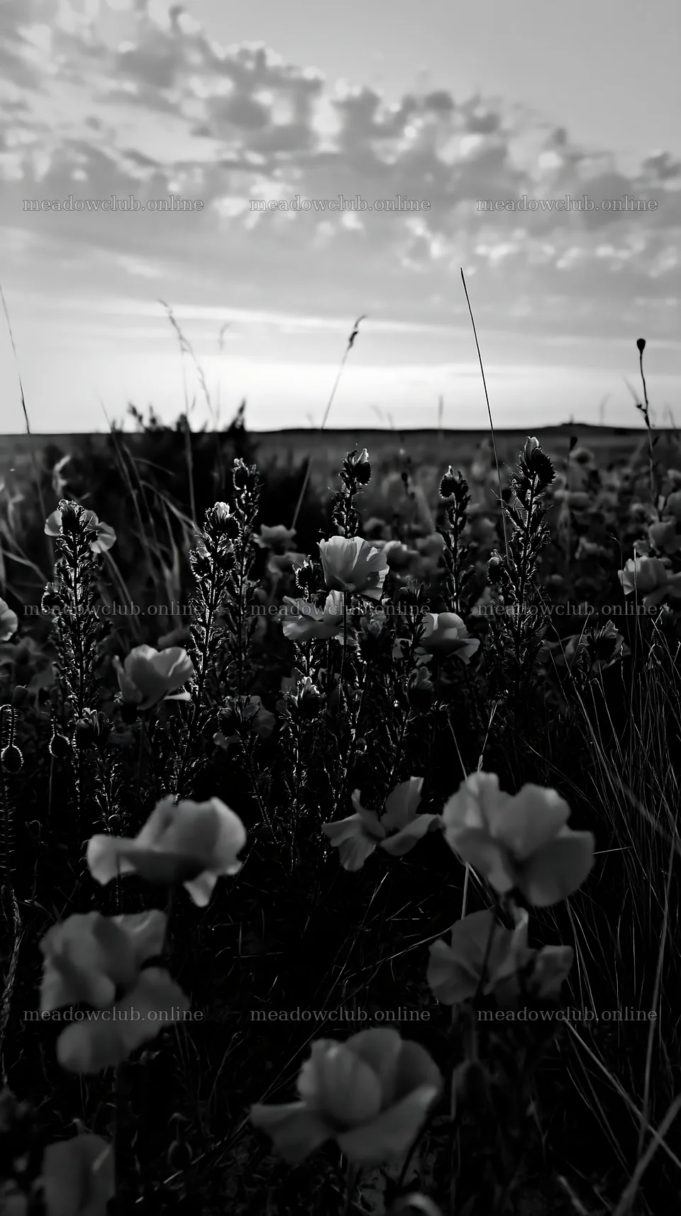 Poppy viper's-bugloss meadow at dusk – meadow photos 5938x10608