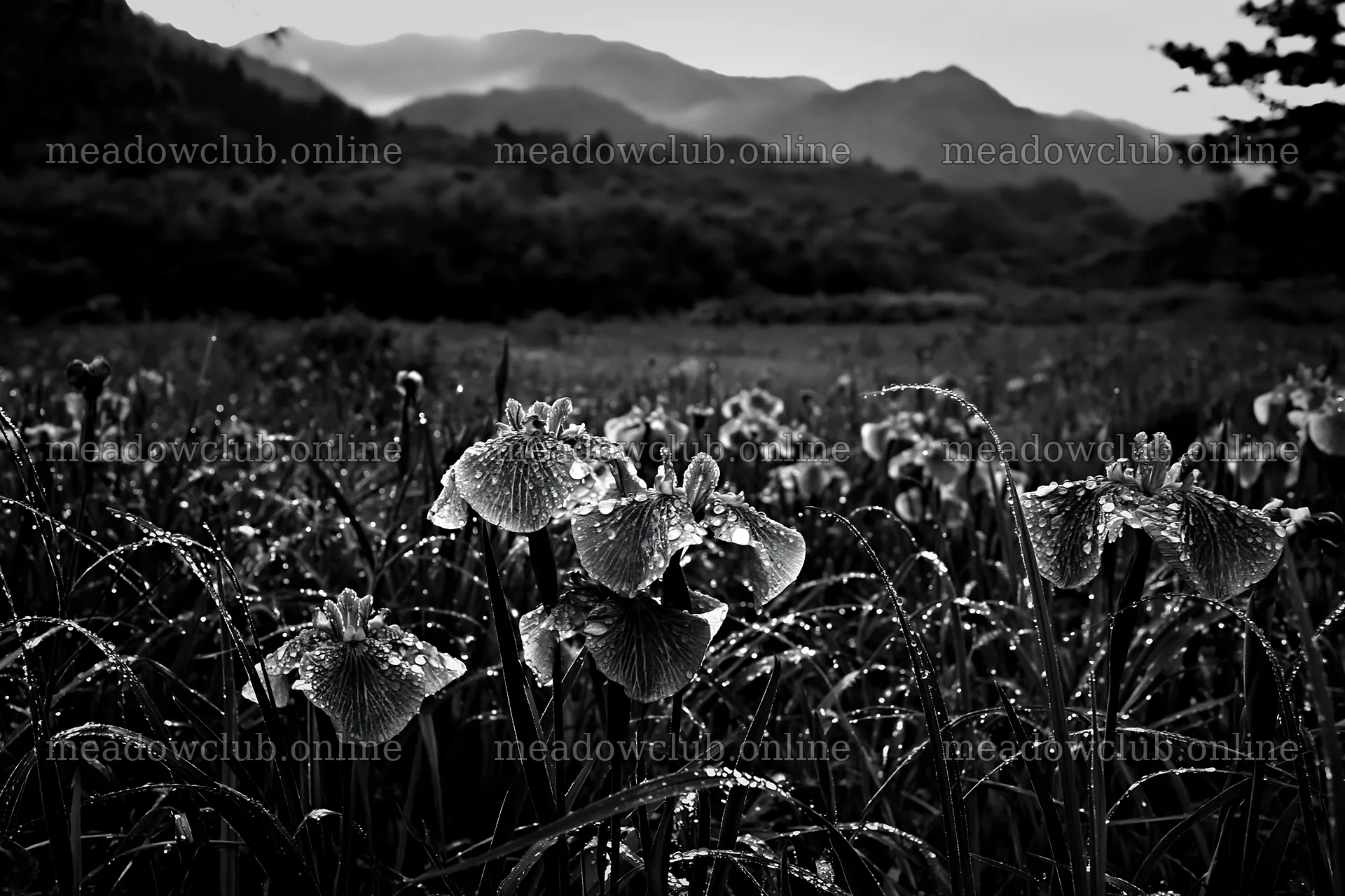 Niigata floodplain restoration meadow dew foreground – meadow photos 9722x6480