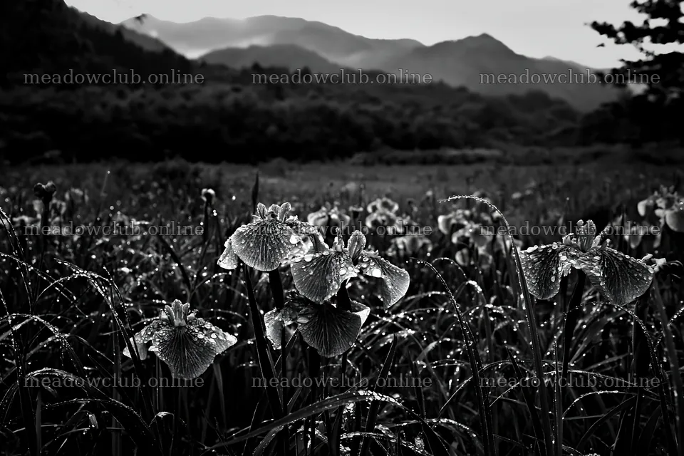 Niigata floodplain restoration meadow dew foreground – meadow photos 9722x6480