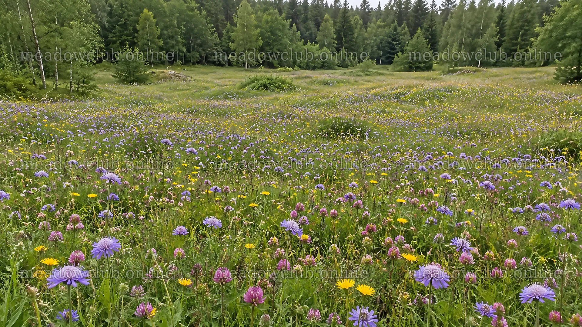 Wildflower Meadow in a Woodland Clearing – meadow photos 10324x5812