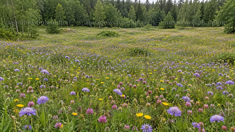 Wildflower Meadow in a Woodland Clearing – meadow photos 10324x5812