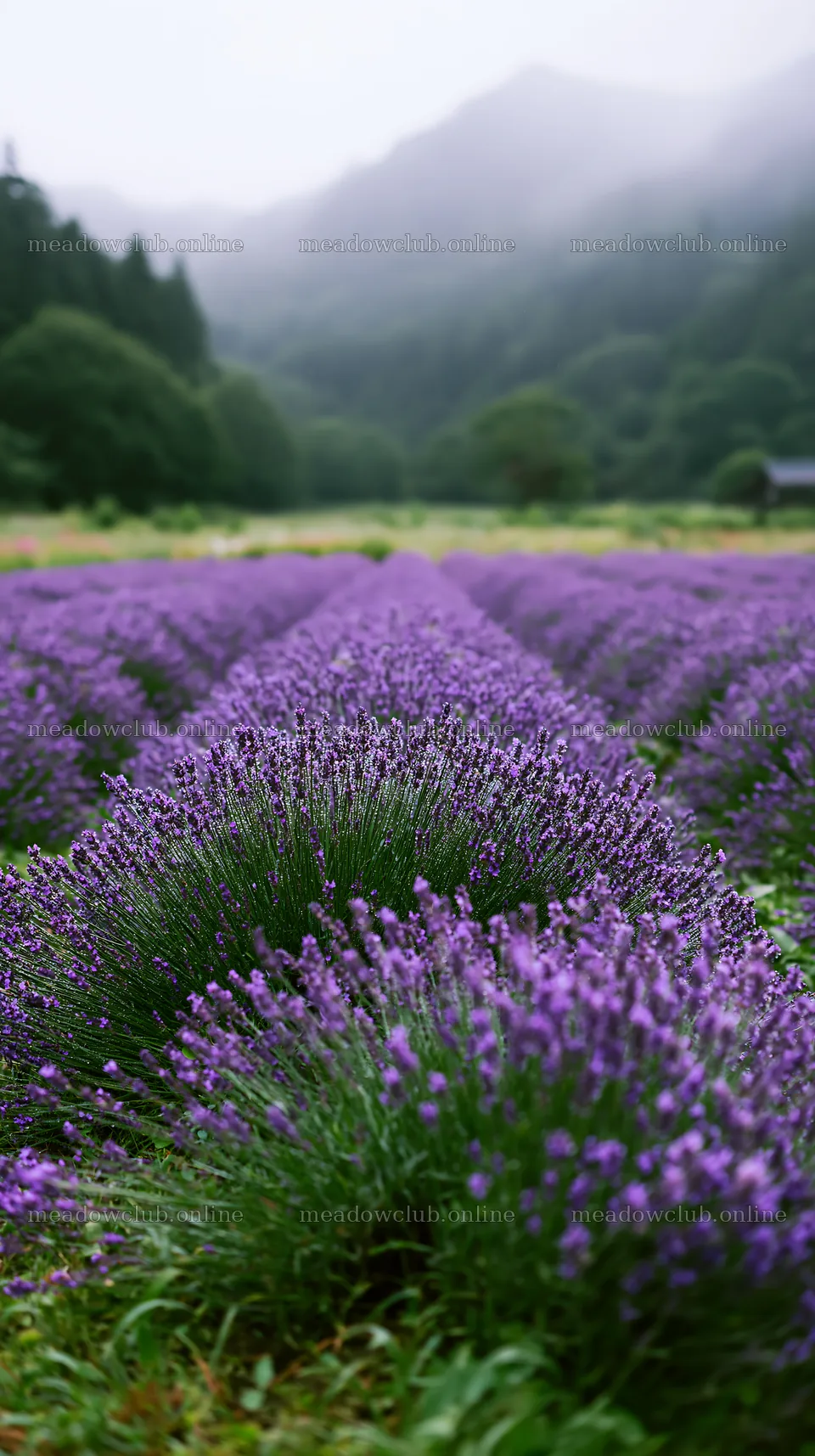 Colorful lavender meadow in a rural landscape – meadow photos 5938x10608