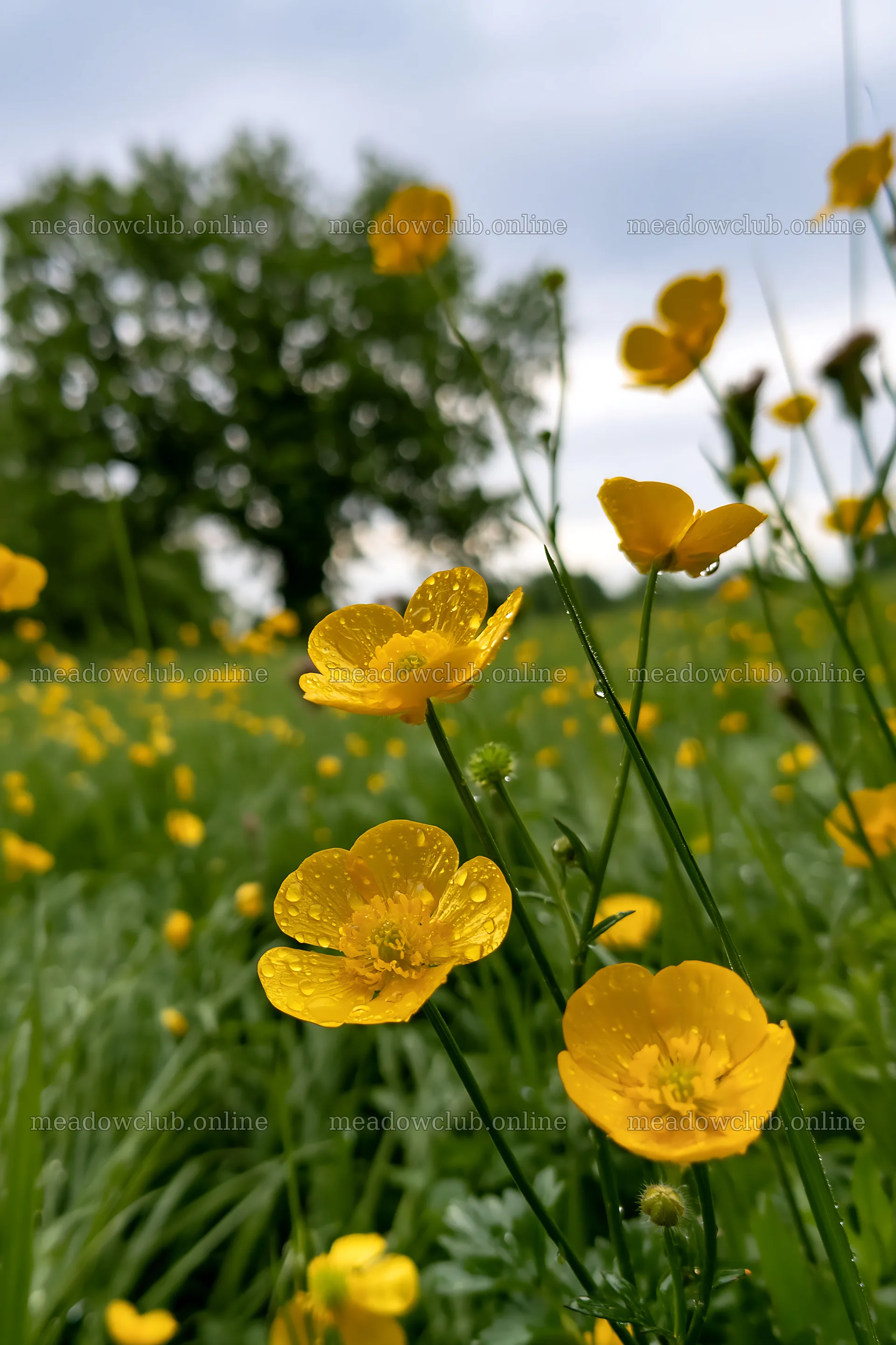 Buttercup meadow filled with yellow flowers and green grass – meadow photos 6480x9722