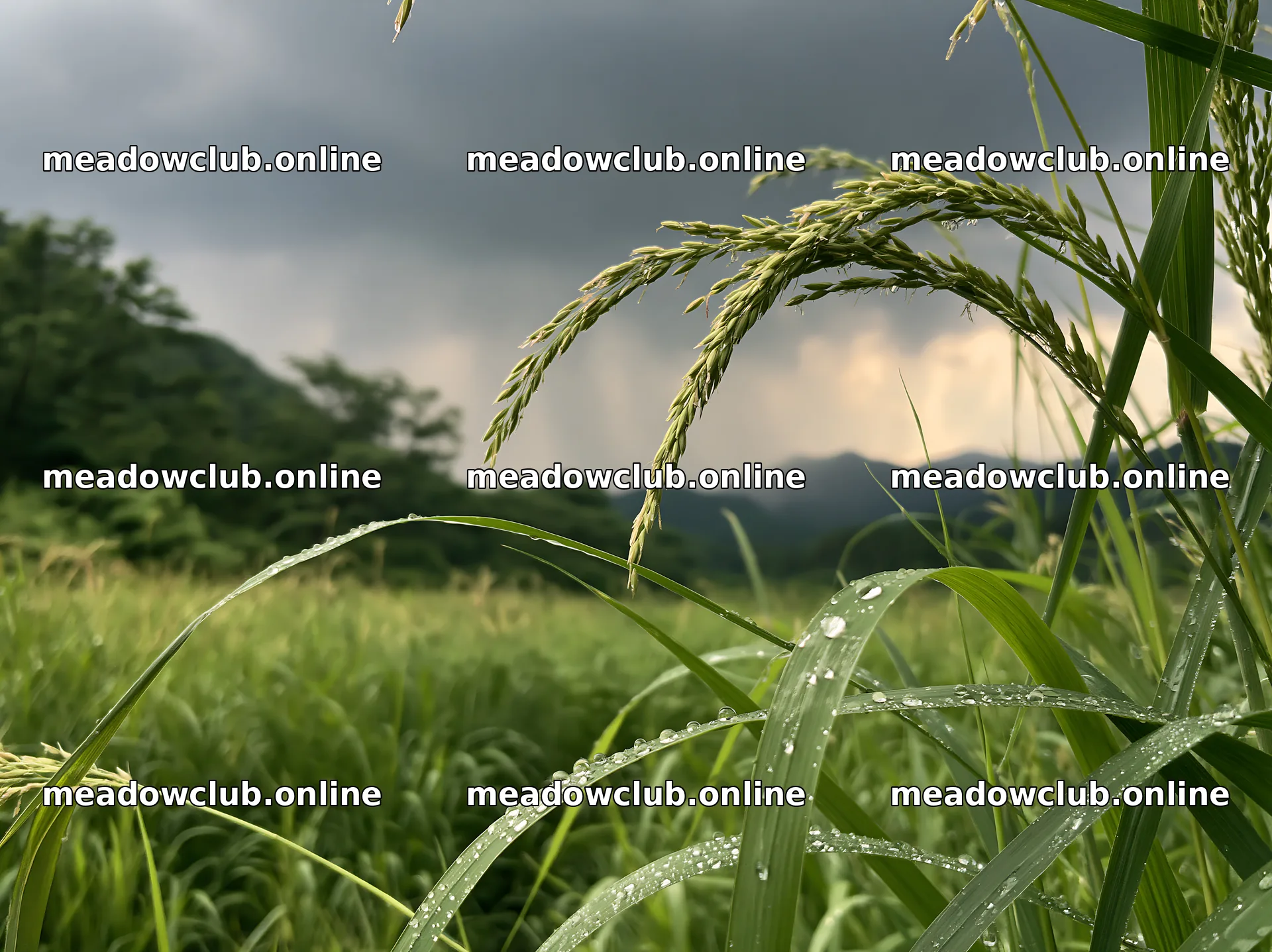 Iwate rain refreshed meadow seedhead foreground with water droplets – meadow photos 9174x6866