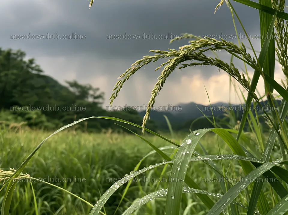 Iwate rain refreshed meadow seedhead foreground with water droplets – meadow photos 9174x6866