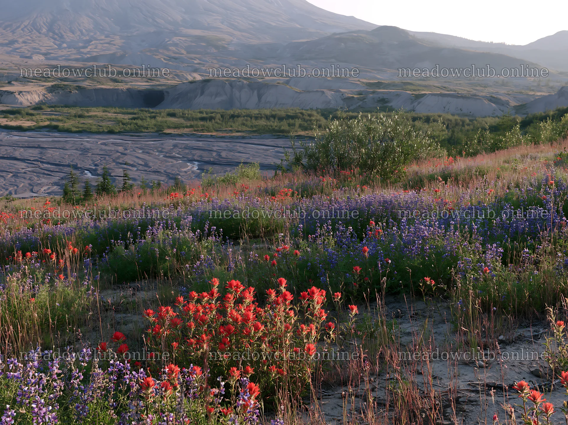 Paintbrush lupine meadow at Mount St. Helens region in summer – meadow photos 9174x6866