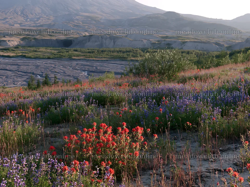 Paintbrush lupine meadow at Mount St. Helens region in summer – meadow photos 9174x6866