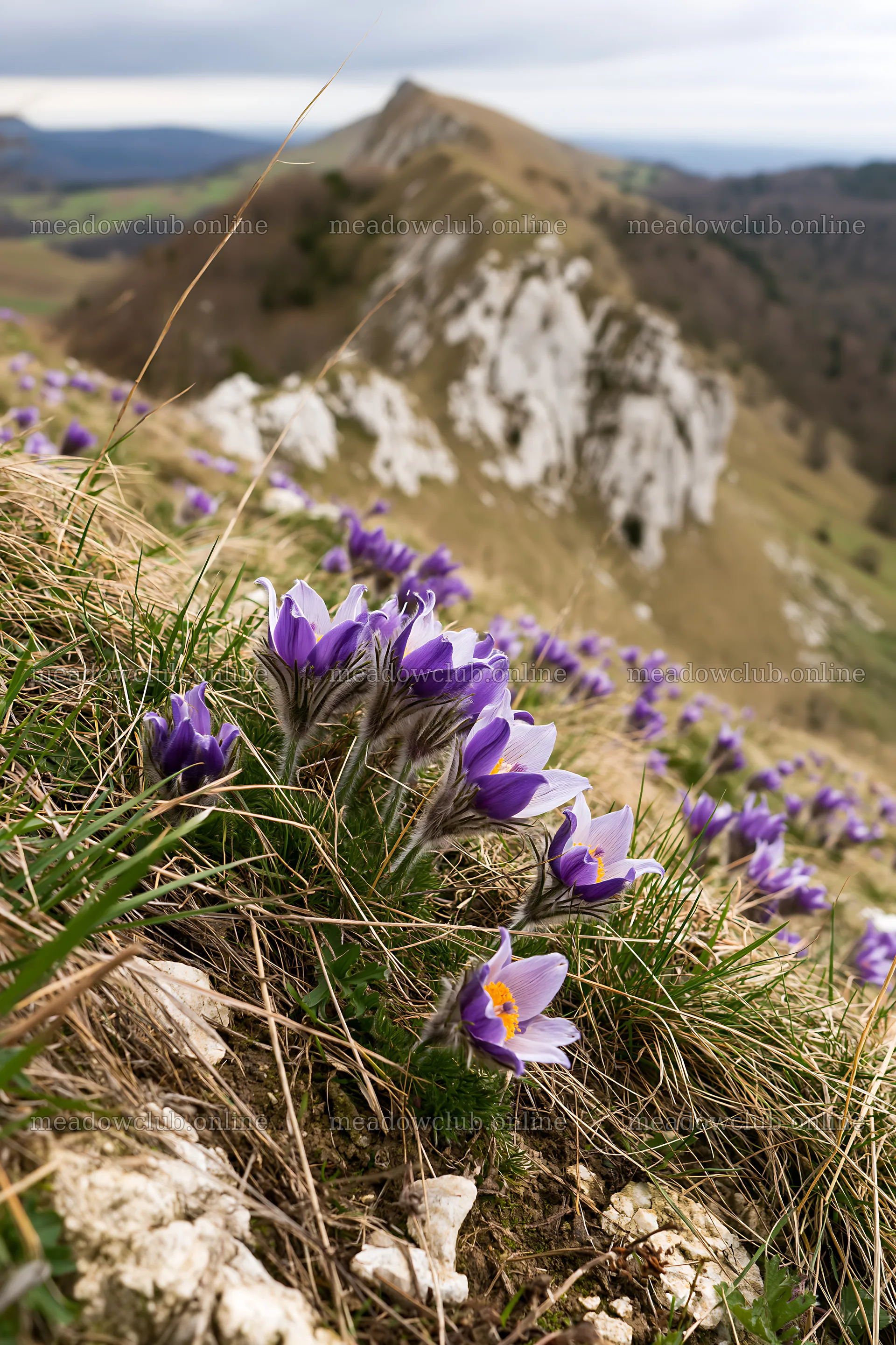 Cloudy day in a pasque flower meadow on a limestone slope – meadow photos 6480x9722