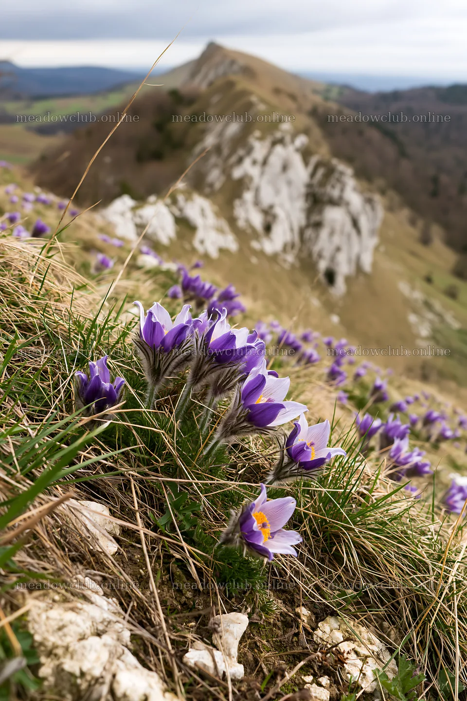 Cloudy day in a pasque flower meadow on a limestone slope – meadow photos 6480x9722