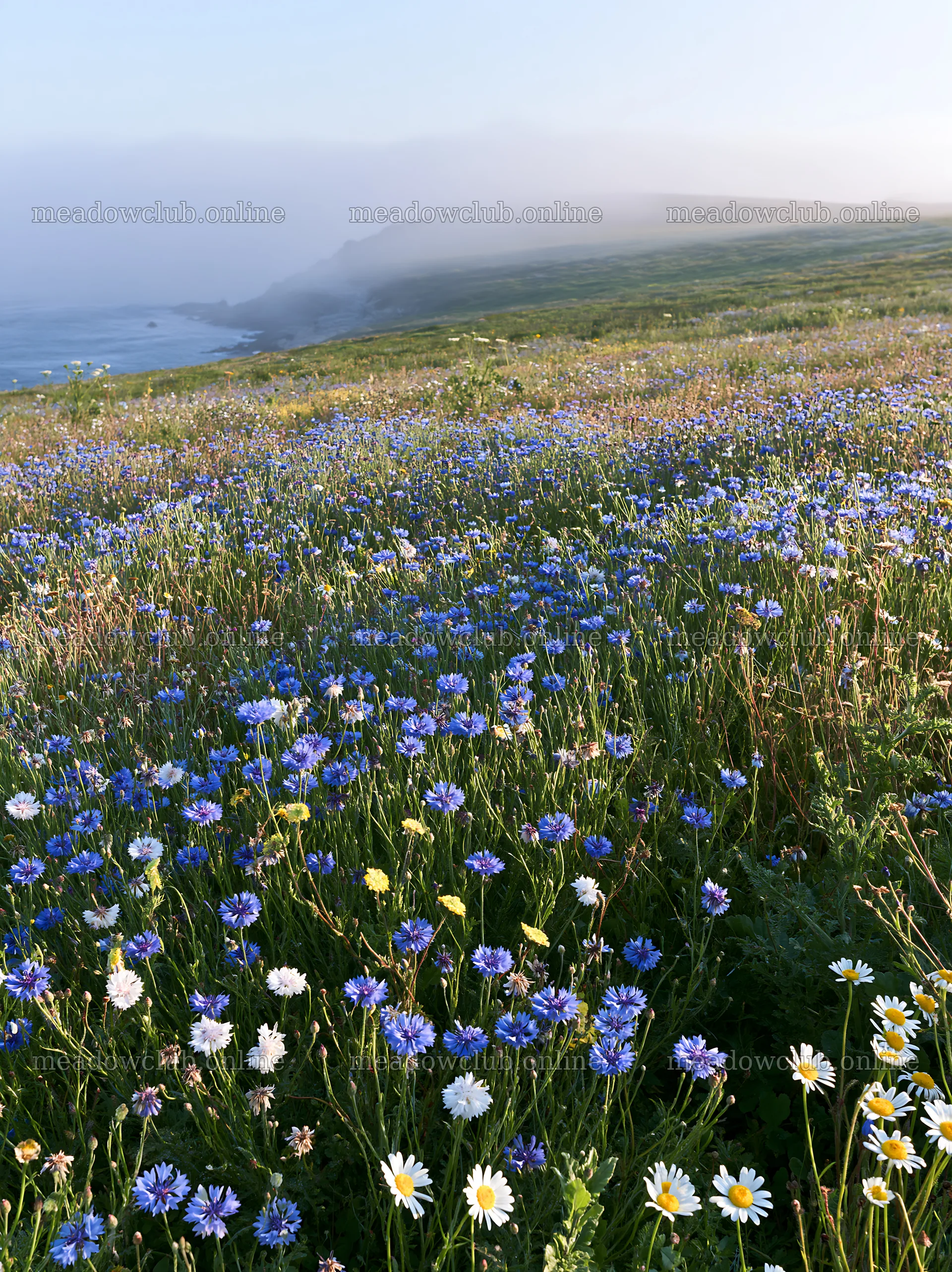 Colorful cornflower meadow by the ocean in the morning – meadow photos 6866x9174