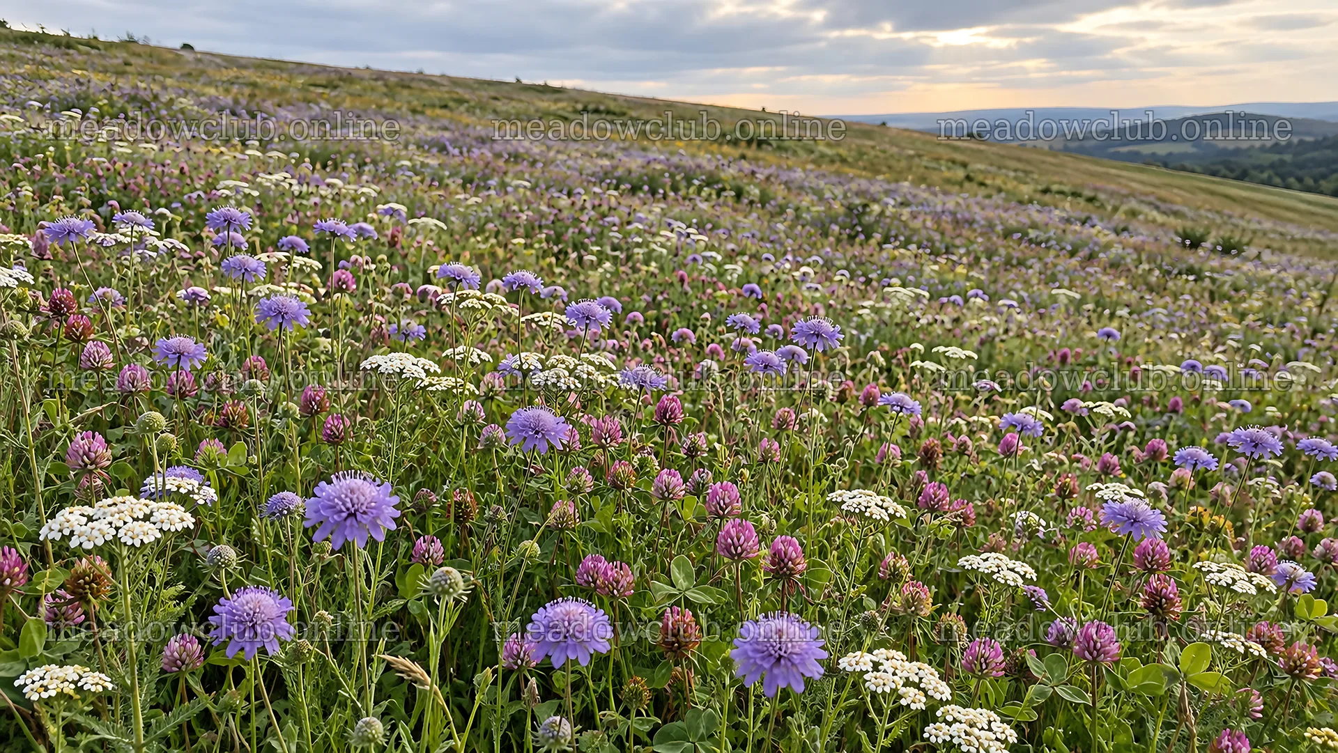 Wildflowers covering a sloping meadow beneath cloudy skies – meadow photos 10324x5812