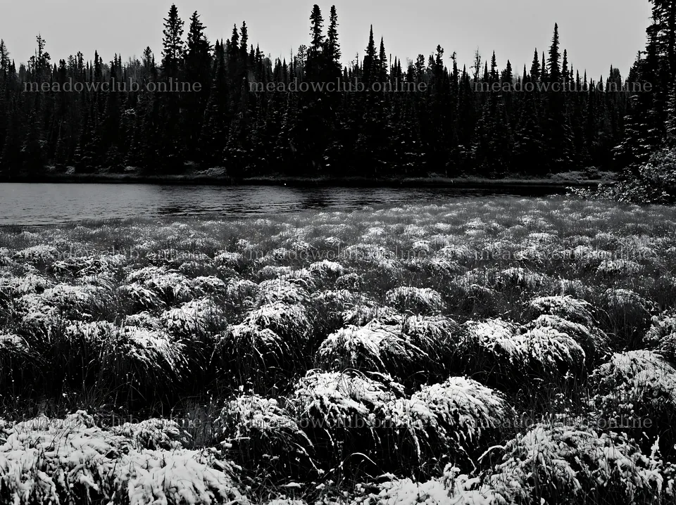 Lakeside meadow after first snowfall with snow-covered grass – meadow photos 9174x6866