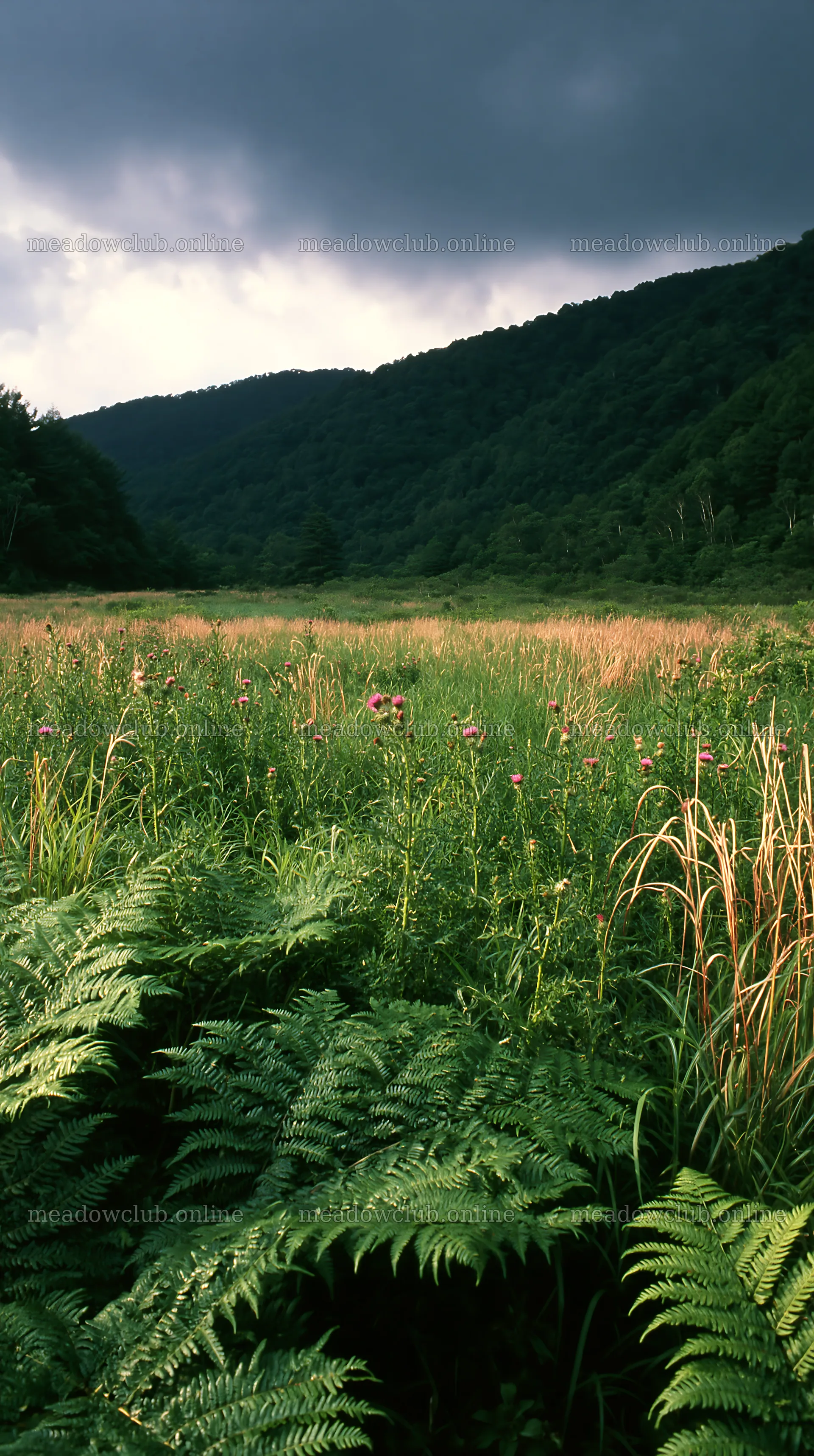 Nara summer meadow with fern foreground and green hills – meadow photos 5938x10608