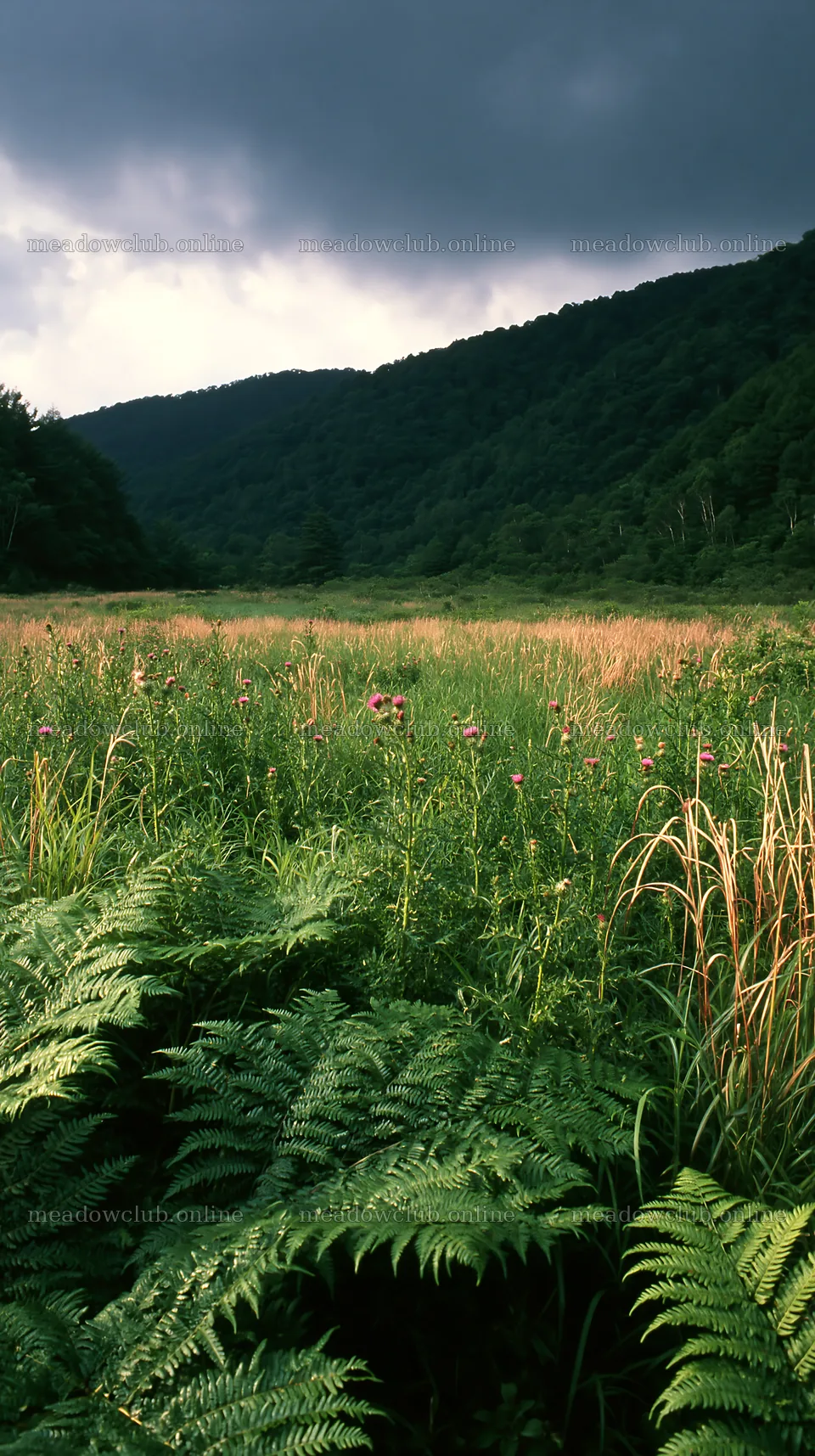 Nara summer meadow with fern foreground and green hills – meadow photos 5938x10608