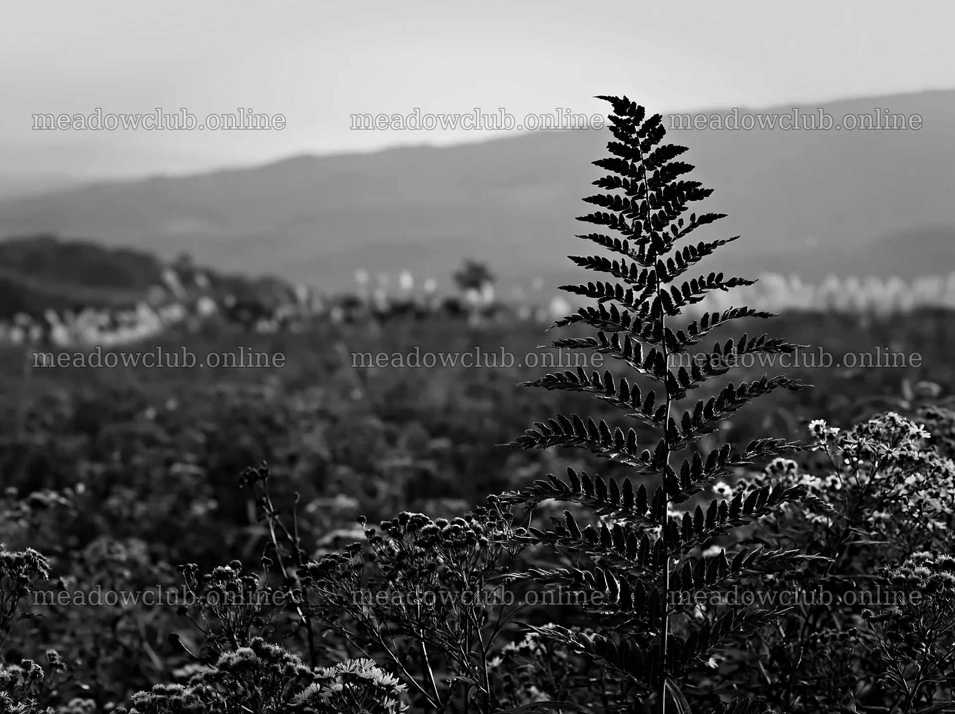 Tokushima mountain meadow fern frond foreground in evening light – meadow photos 9174x6866