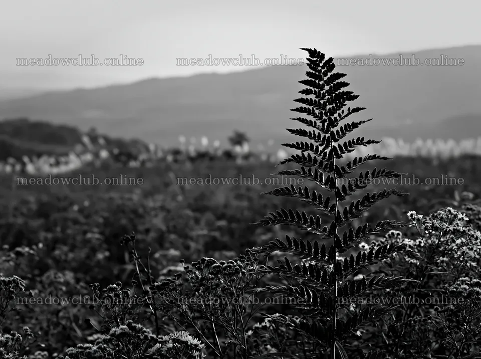 Tokushima mountain meadow fern frond foreground in evening light – meadow photos 9174x6866