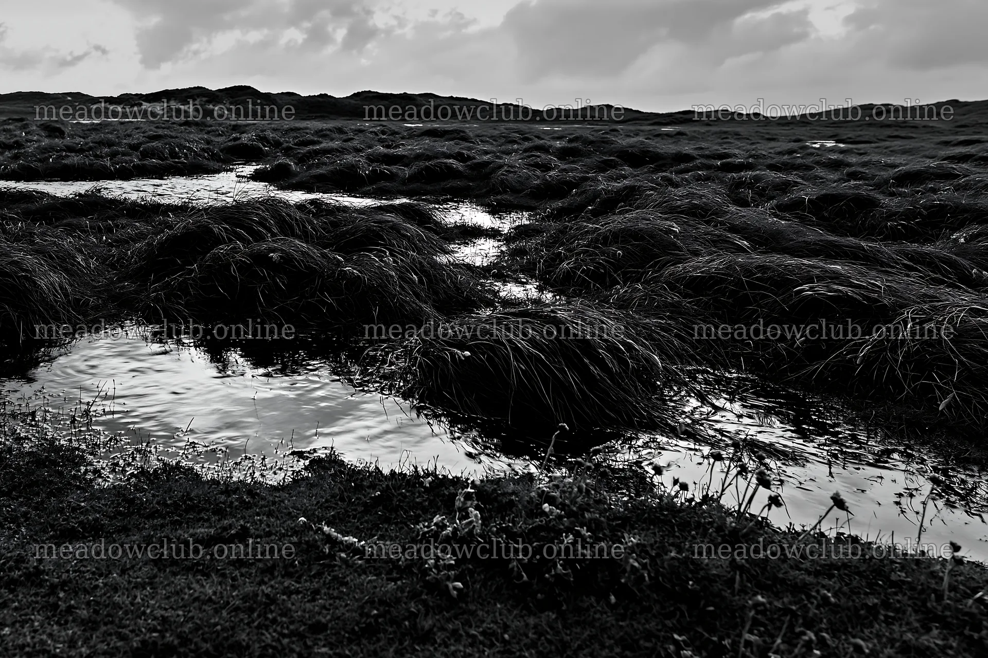 Meadow grass seedheads in water during cloudy weather – meadow photos 9722x6480