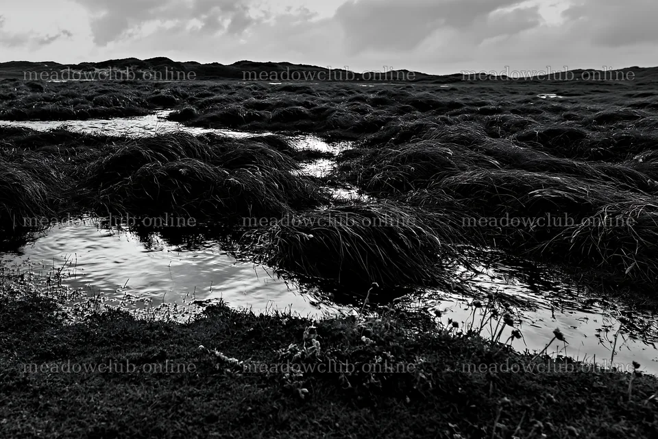 Meadow grass seedheads in water during cloudy weather – meadow photos 9722x6480