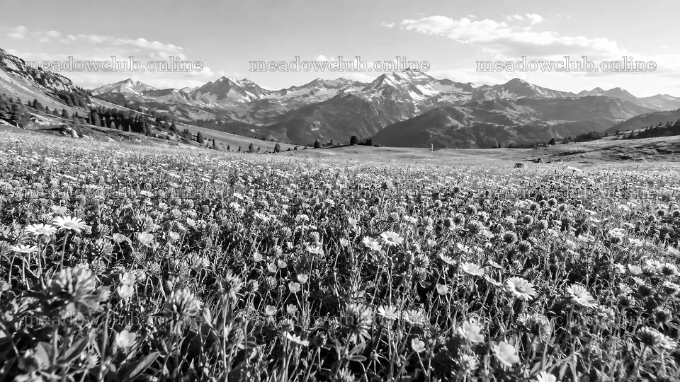 Monochrome Meadow Beneath Mountain Peaks – meadow photos 10324x5812