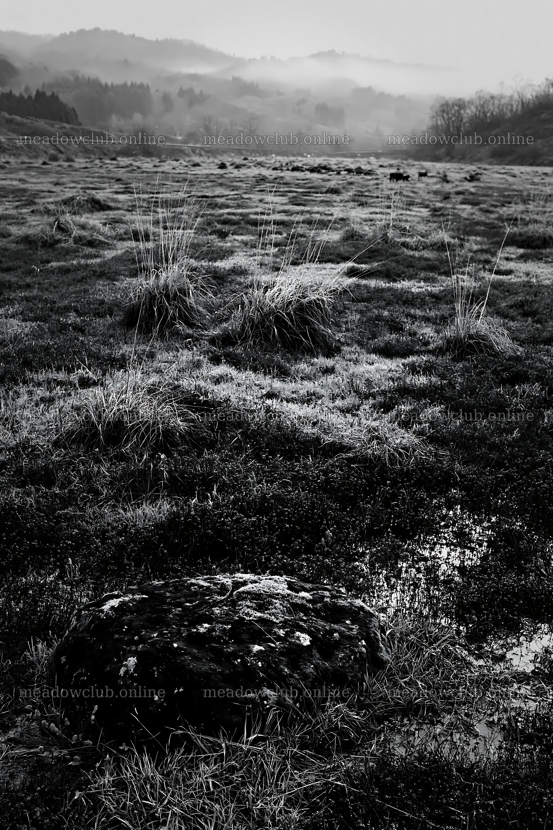 Miyagi spring recovery meadow mossy stone among grass and plants – meadow photos 6480x9722