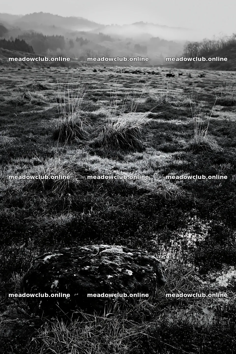 Miyagi spring recovery meadow mossy stone among grass and plants – meadow photos 6480x9722