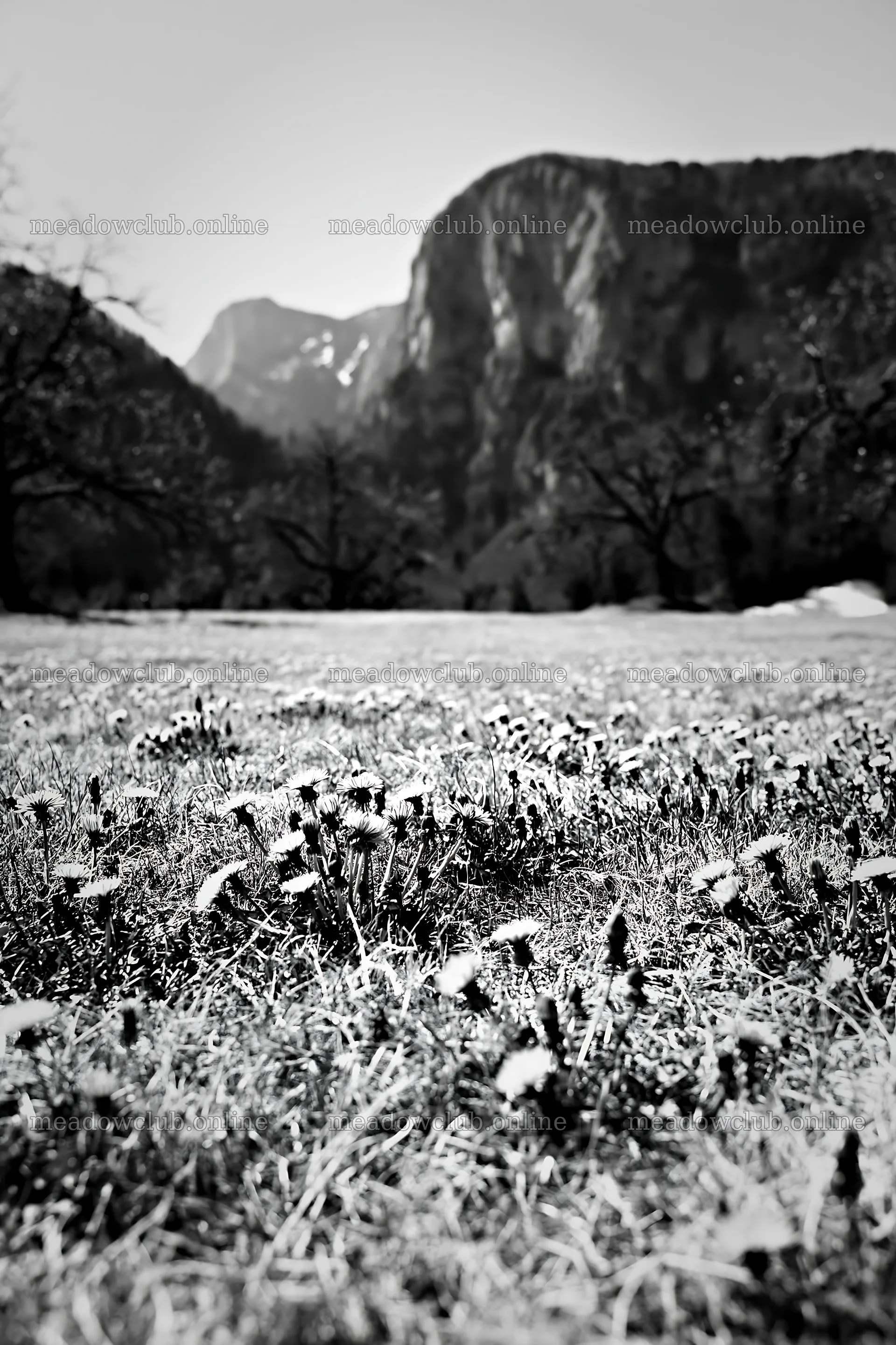 Dandelion orchard meadow with mountains in the background – meadow photos 6480x9722