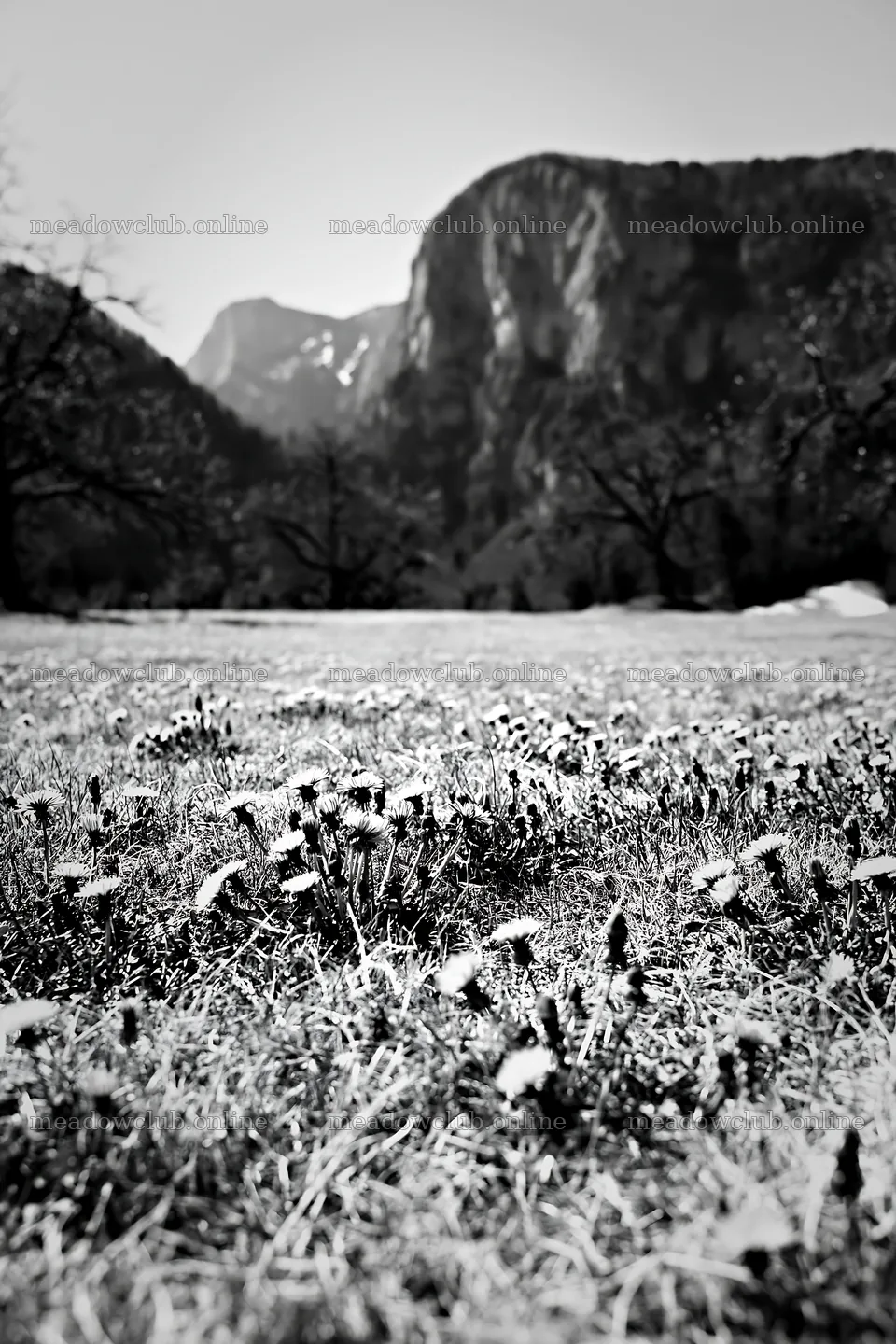 Dandelion orchard meadow with mountains in the background – meadow photos 6480x9722