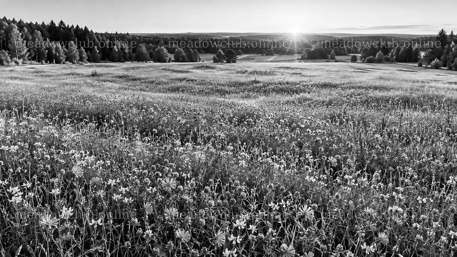 Wildflower Meadow at a Forest Clearing – meadow photos 10324x5812