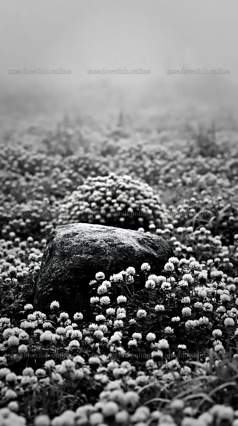 Hiroshima rainy meadow smooth rock foreground – meadow photos 5938x10608