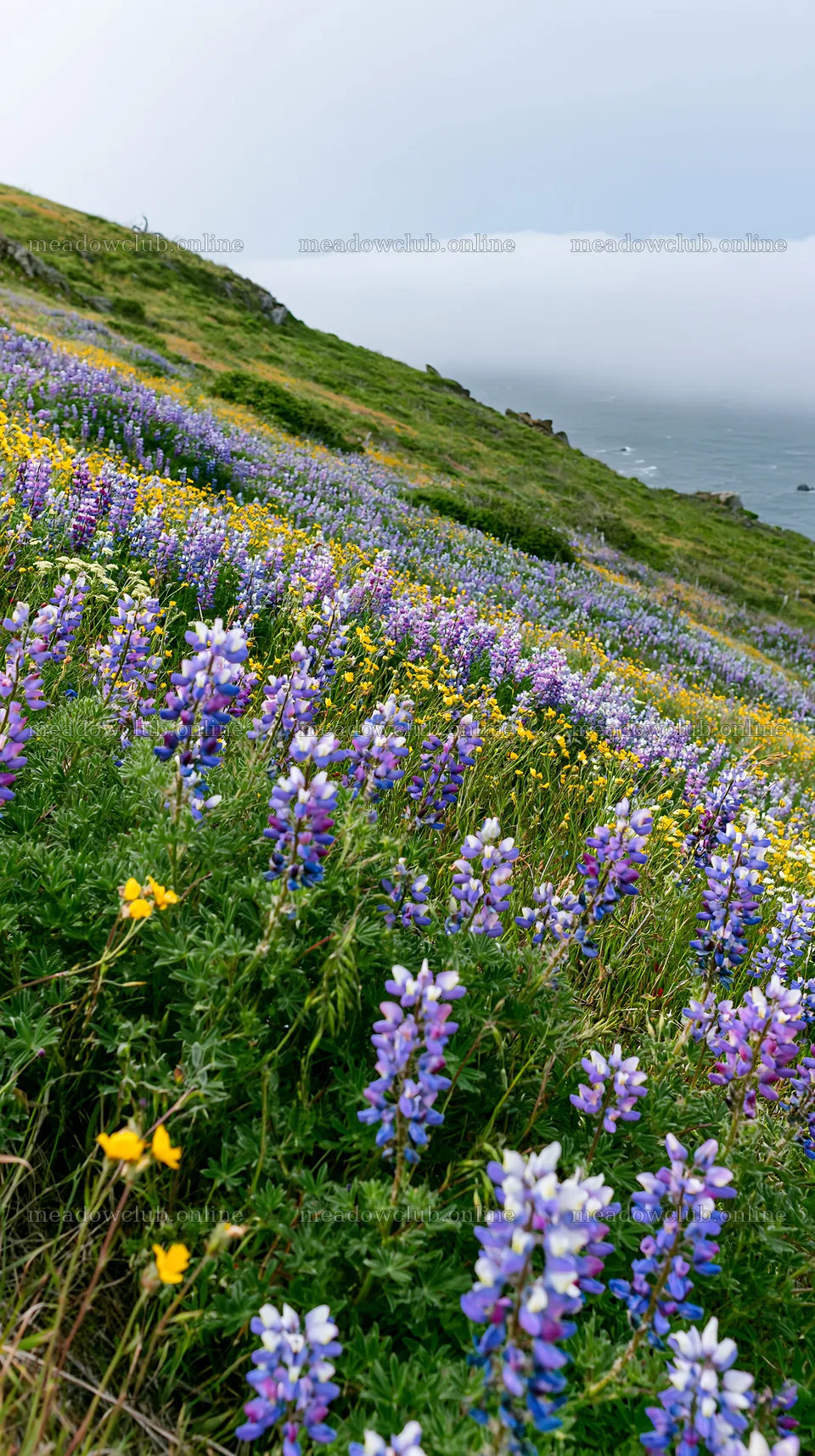Colorful lupine meadow along the coast – meadow photos 5938x10608