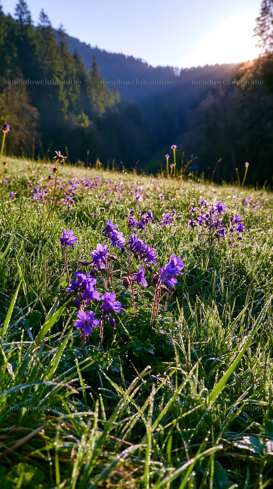 Violet flowers in a German foothill meadow during morning light – meadow photos 5938x10608
