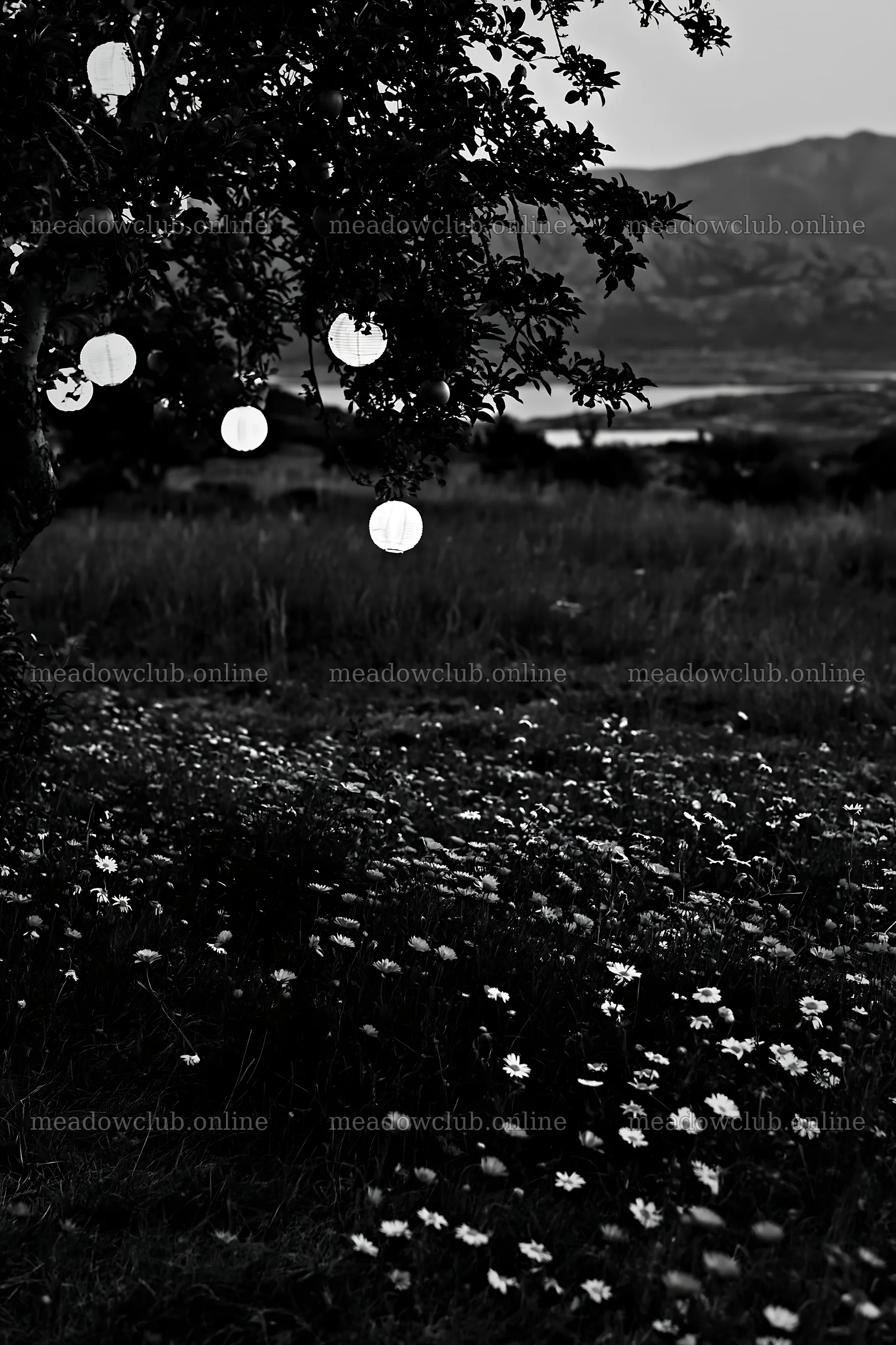 Apple tree meadow with lanterns and flowers in Lofoten – meadow photos 6480x9722