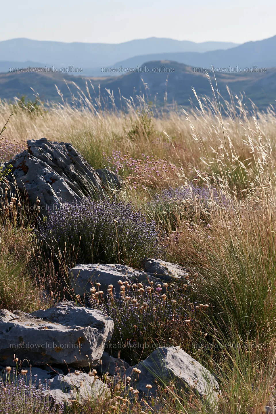 Climate-resilient meadow with rocks in natural landscape – meadow photos 6480x9722