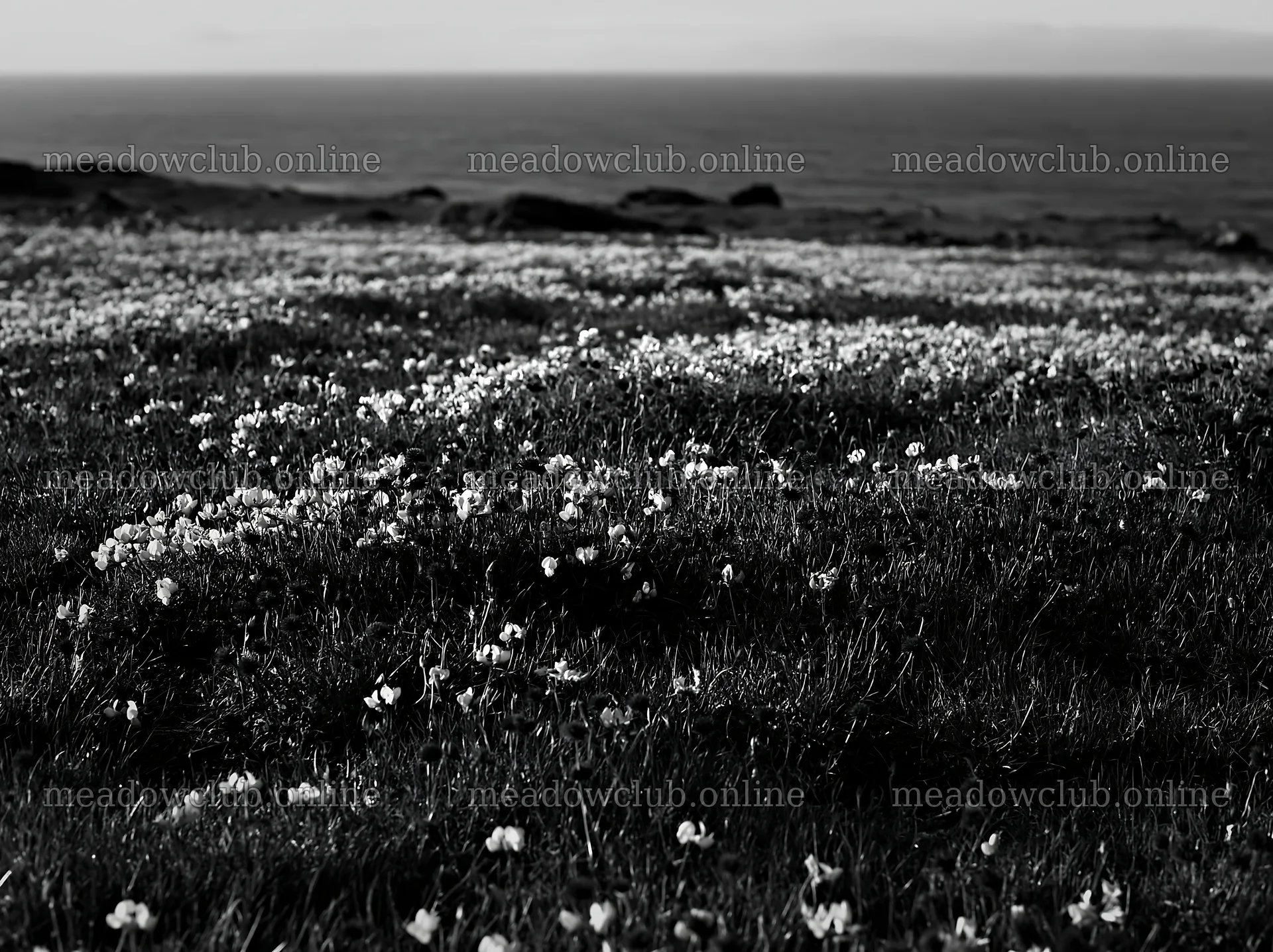 Meadow with flowers above Atlantic coast in Portugal – meadow photos 9174x6866