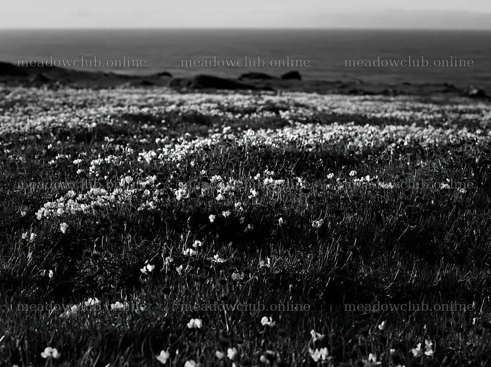 Meadow with flowers above Atlantic coast in Portugal – meadow photos 9174x6866